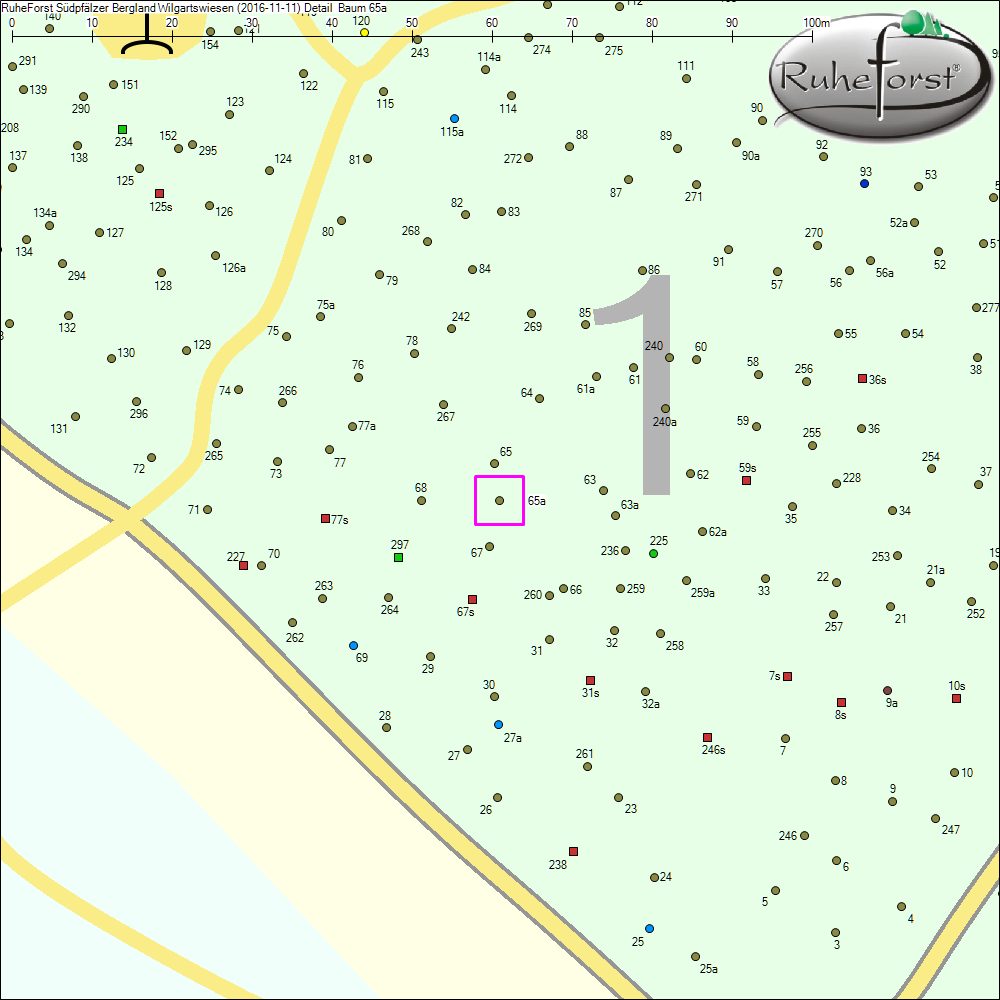 Detailkarte zu Baum 65a